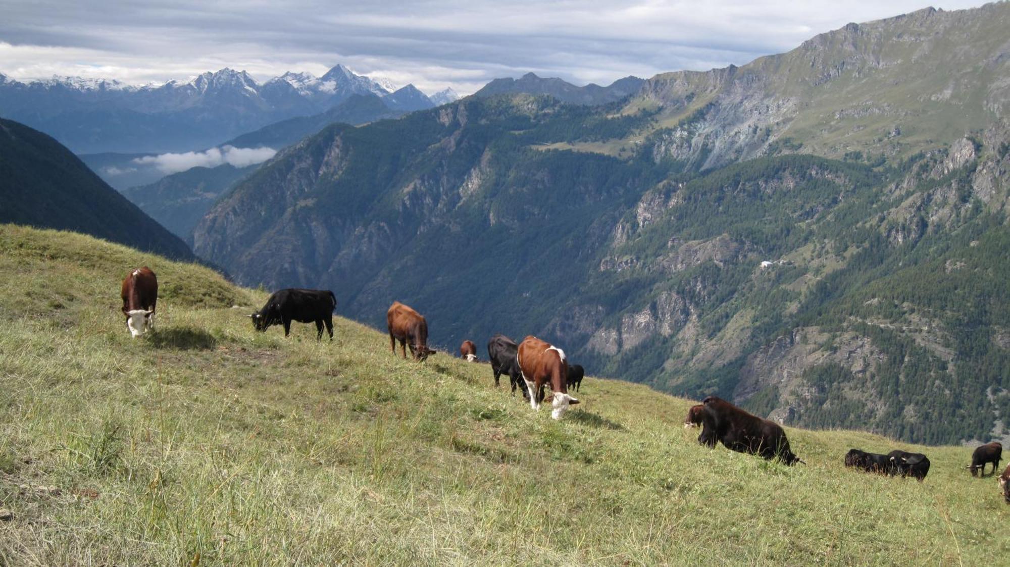 Hotel Meuble Meridiana Valtournenche Kültér fotó
